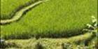 Rice Terraces - Bali V (PBH4 00 16694)